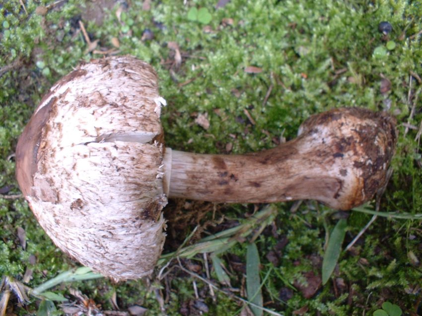 Macrolepiota rhacodes?